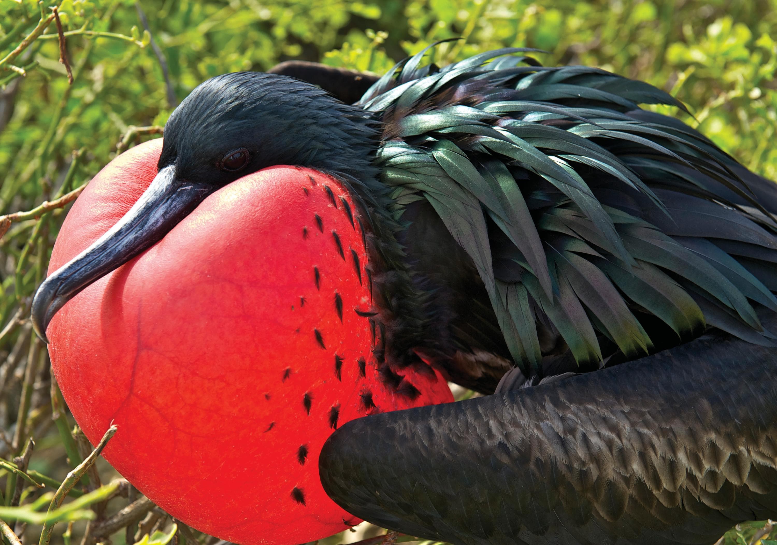 A male Frigatebird inflates his gular sac in hopes to attract a mate in Galapagos Islands, Ecuador