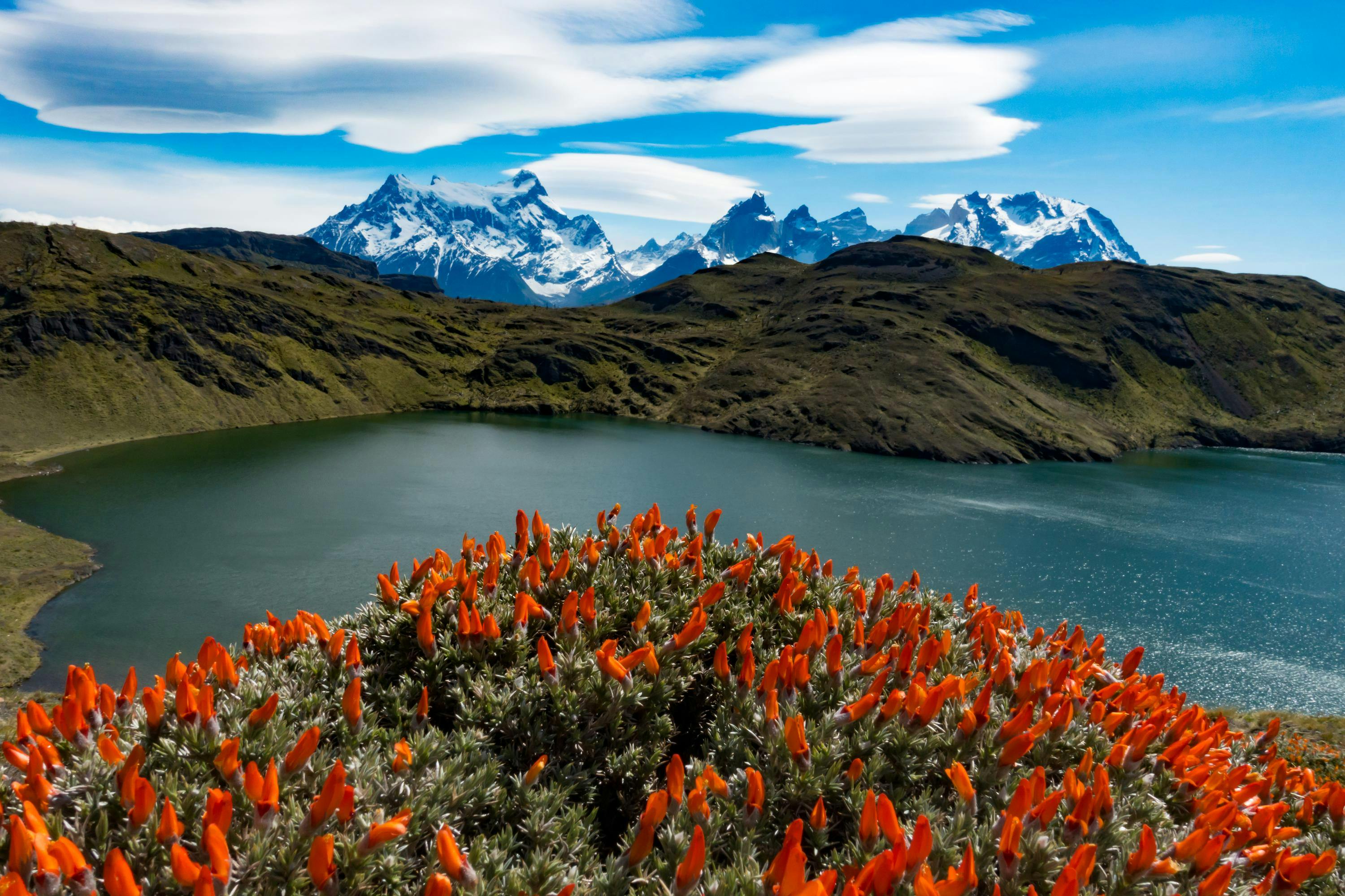 Lapageria rosea, Chile's national flower, near bloom overlooking the mountains of Torres del Paine National Park, Patagonia, Chile