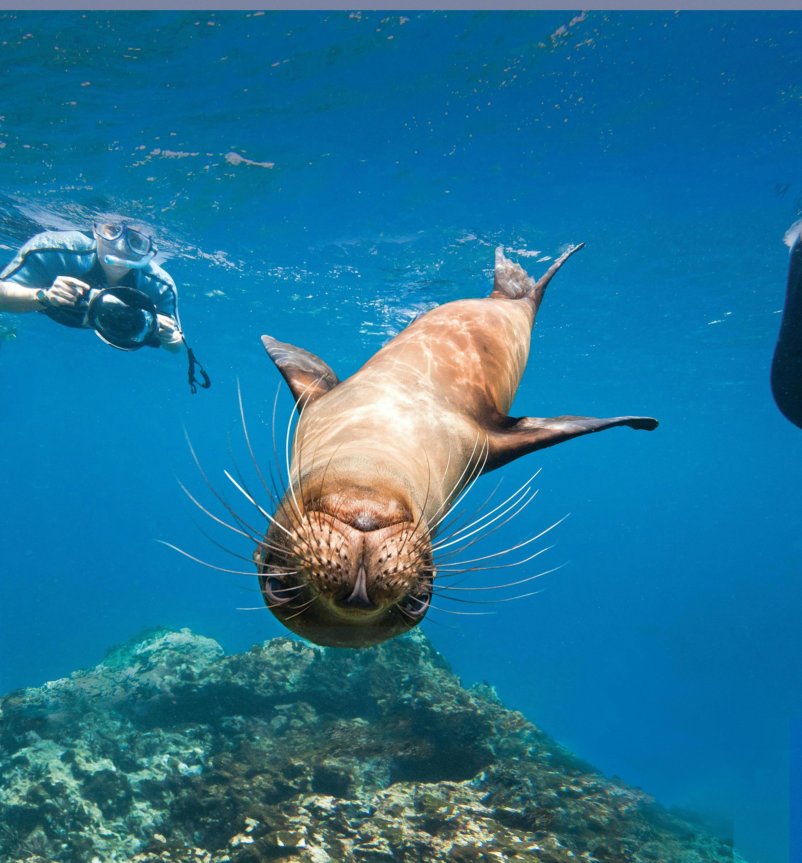 Galapagos sea lions underwater with snorkelers on Champion Island in the Galapagos Islands, Ecuador