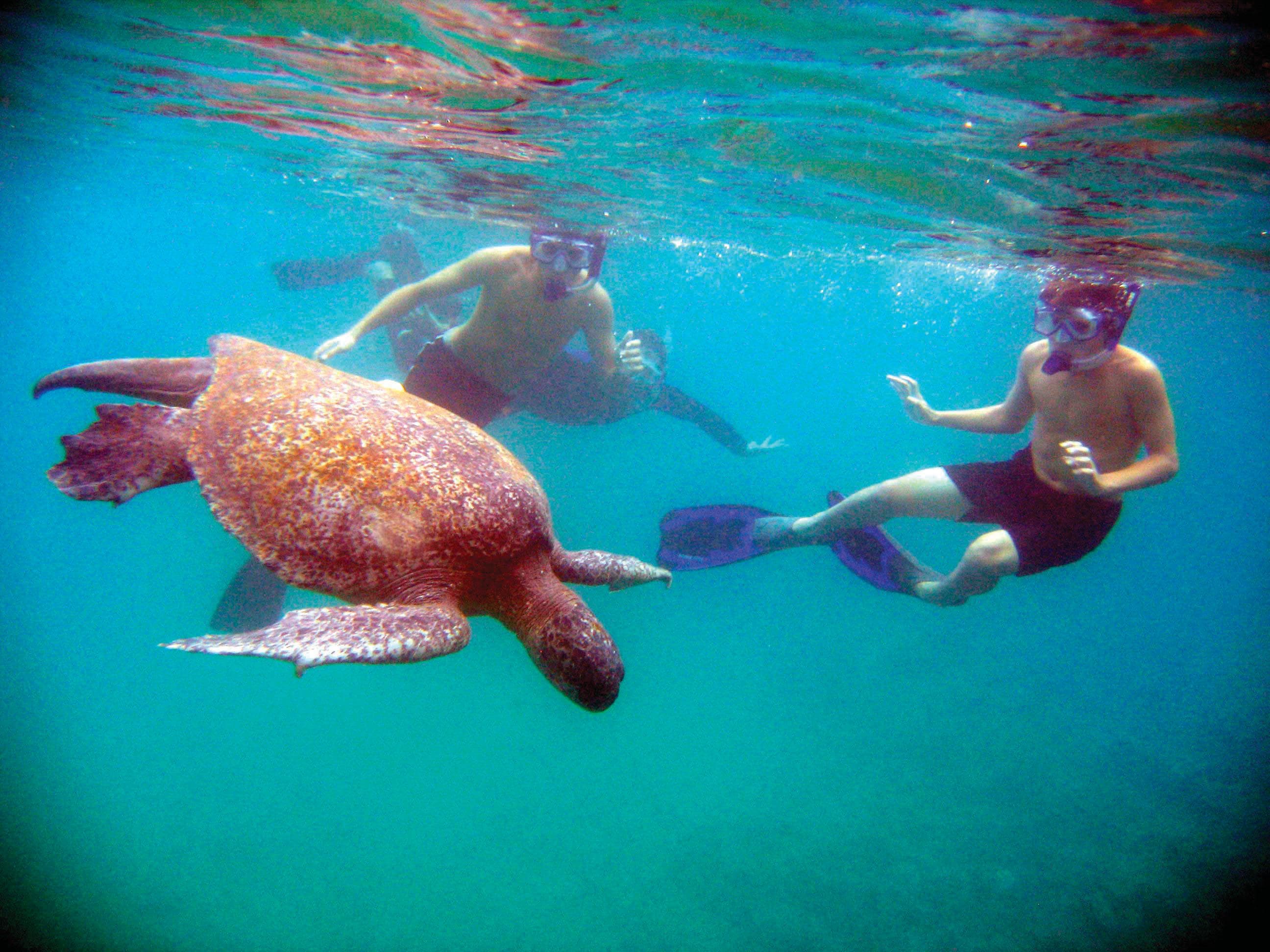 A guests snorkeling with a sea turtle in Galapagos Islands, Ecuador