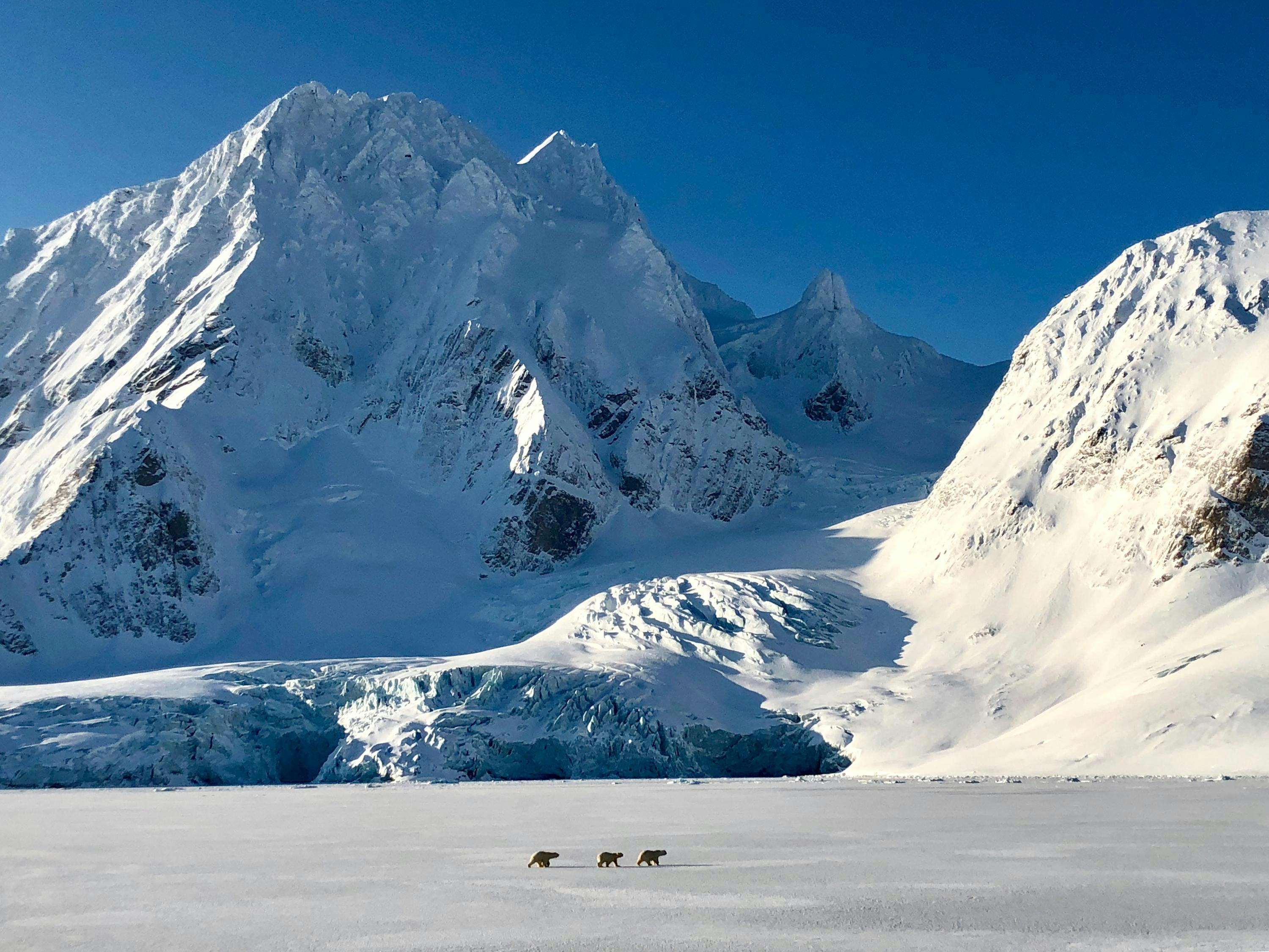 Three polar bears walk on pack ice during the Reconnaissance voyage to the high Arctic 