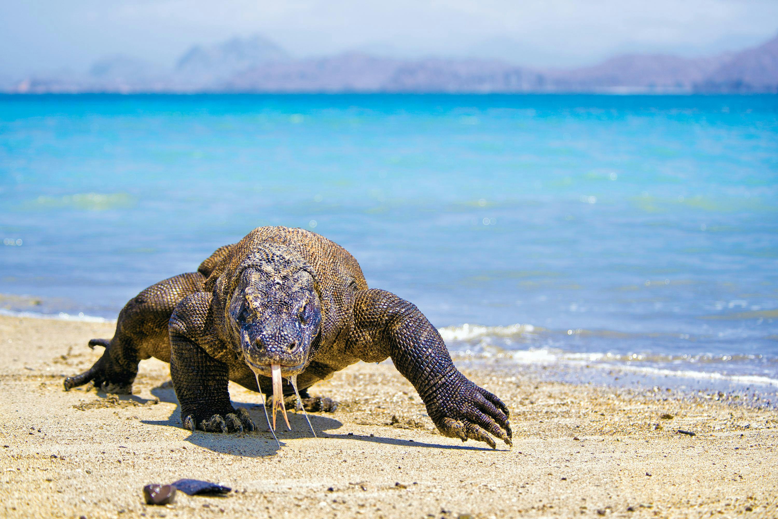 A Komodo Dragon on the beach in Komodo Island National Park, Lesser Sunda Islands, Indonesia