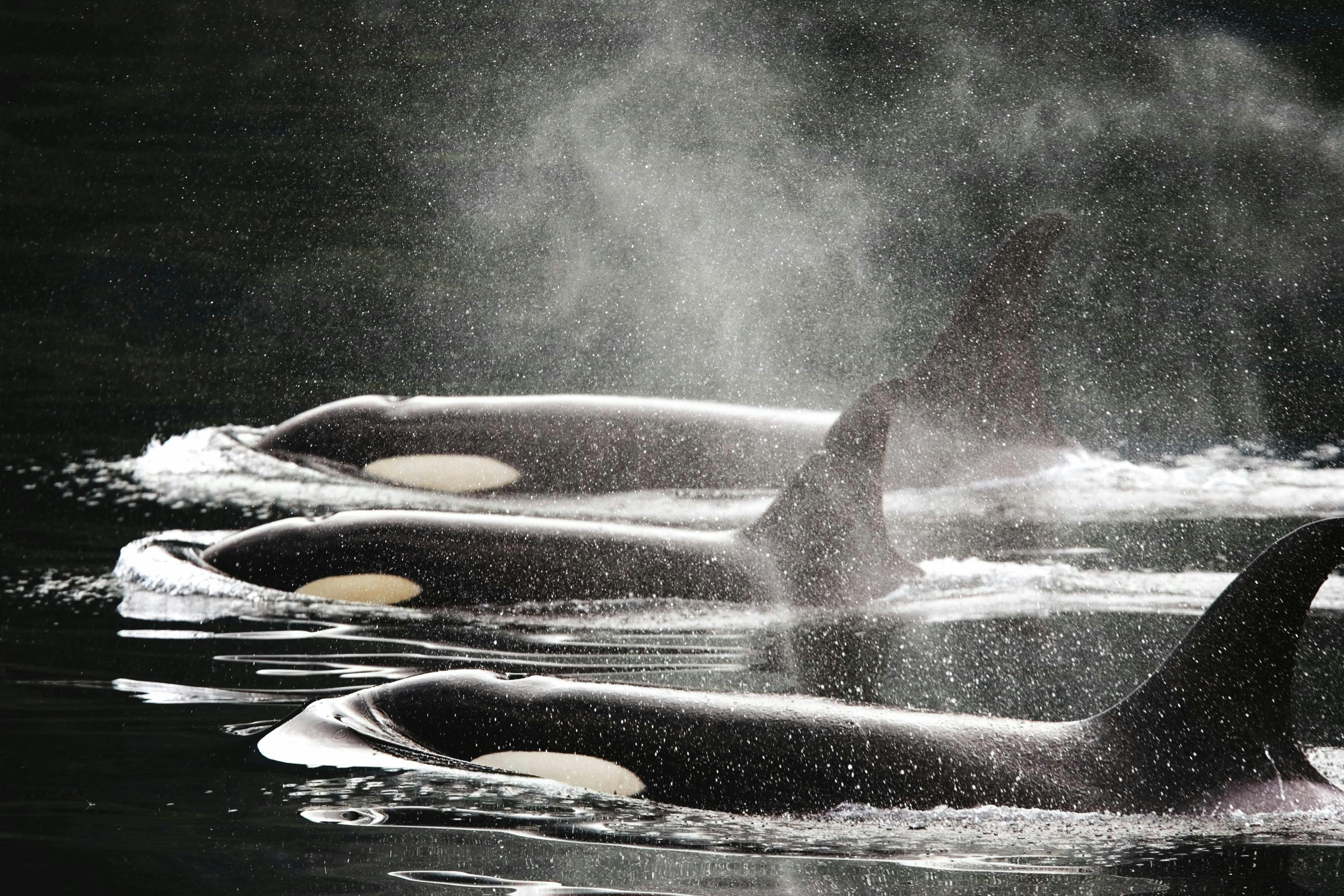 A family pod of killer orca whales surfaces at Johnstone Strait near Robson Bight Ecological Reserve, Vancouver Island, British Columbia, Canada