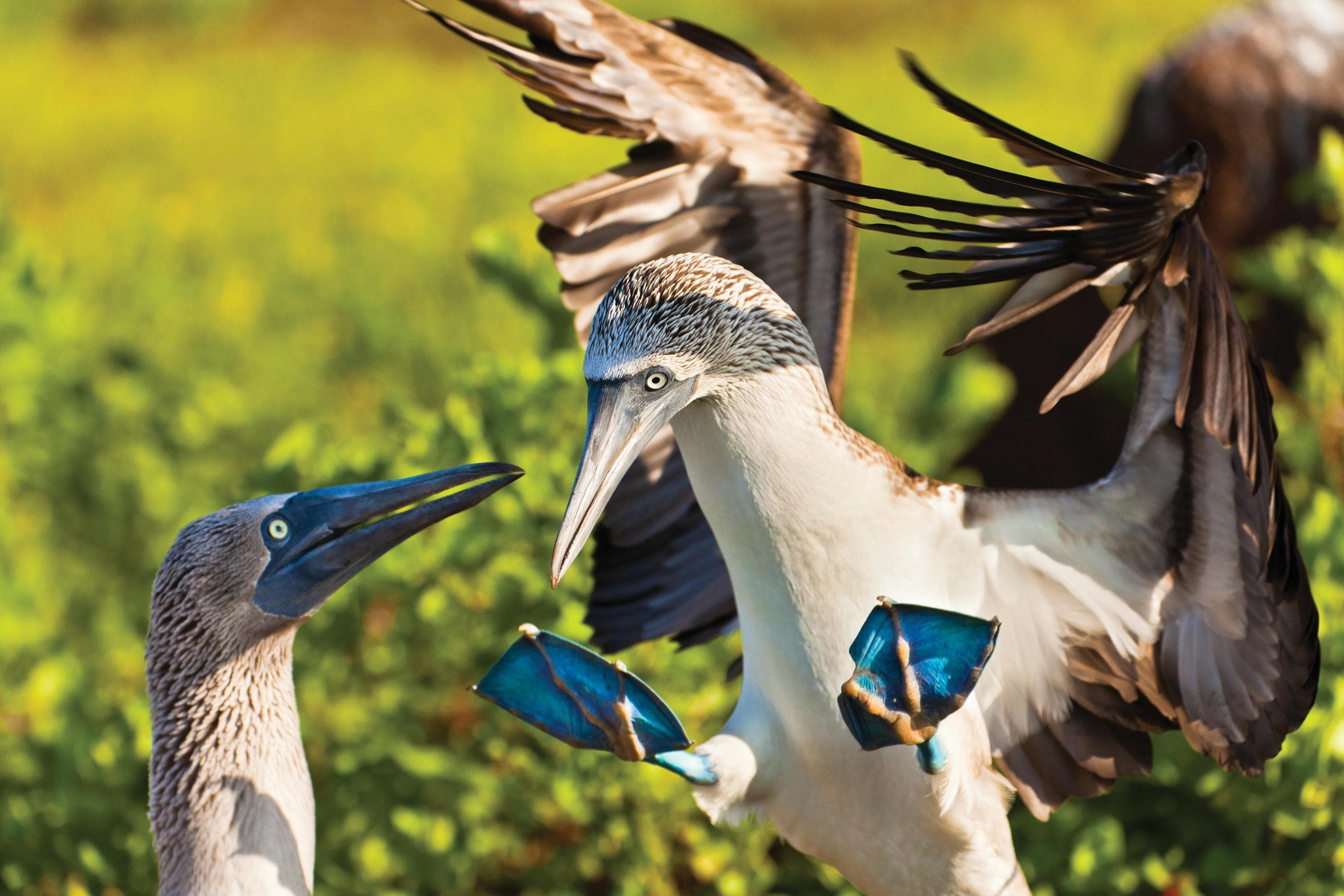 Blue-footed Booby lands on North Seymour Island, Galapagos Islands, Ecuador