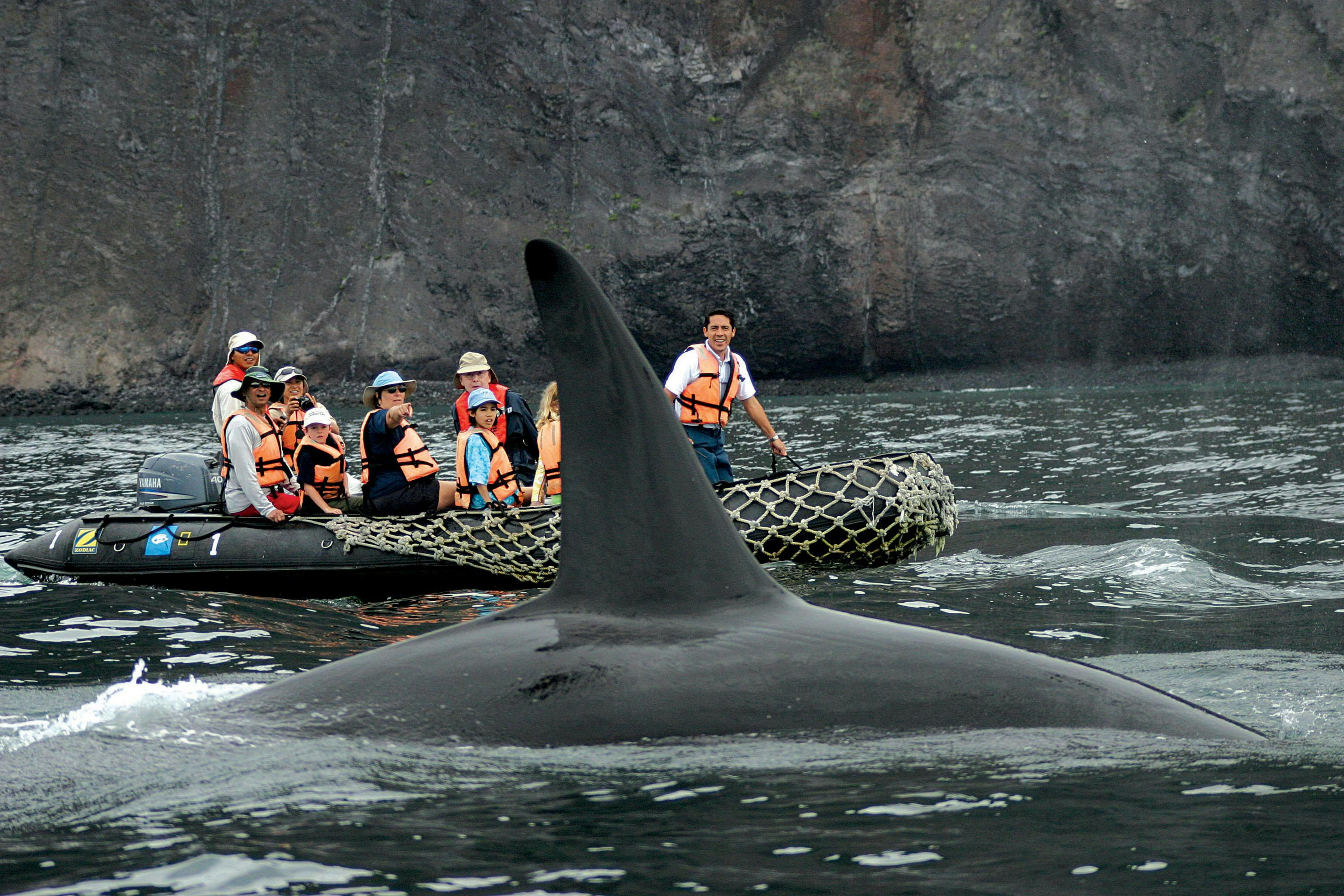 Guests get a close encounter with a killer orca whale as it rides along the side of their Zodiac, Galapagos Islands, Ecuador