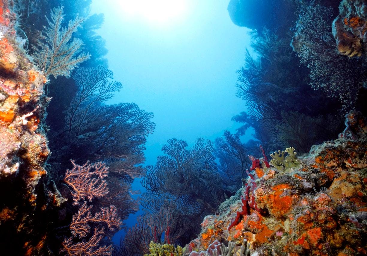 Prolific Caribbean reef loaded with colorful sponges, sea fans, sea whips, and crinoids in St. Vincent and the Grenadines, Caribbean