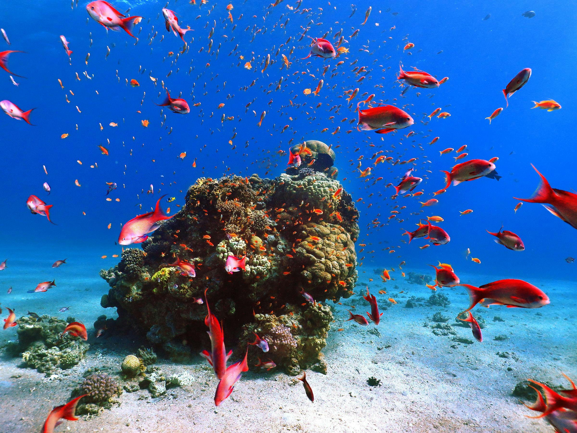 Red fish at red sea underwater coral reef