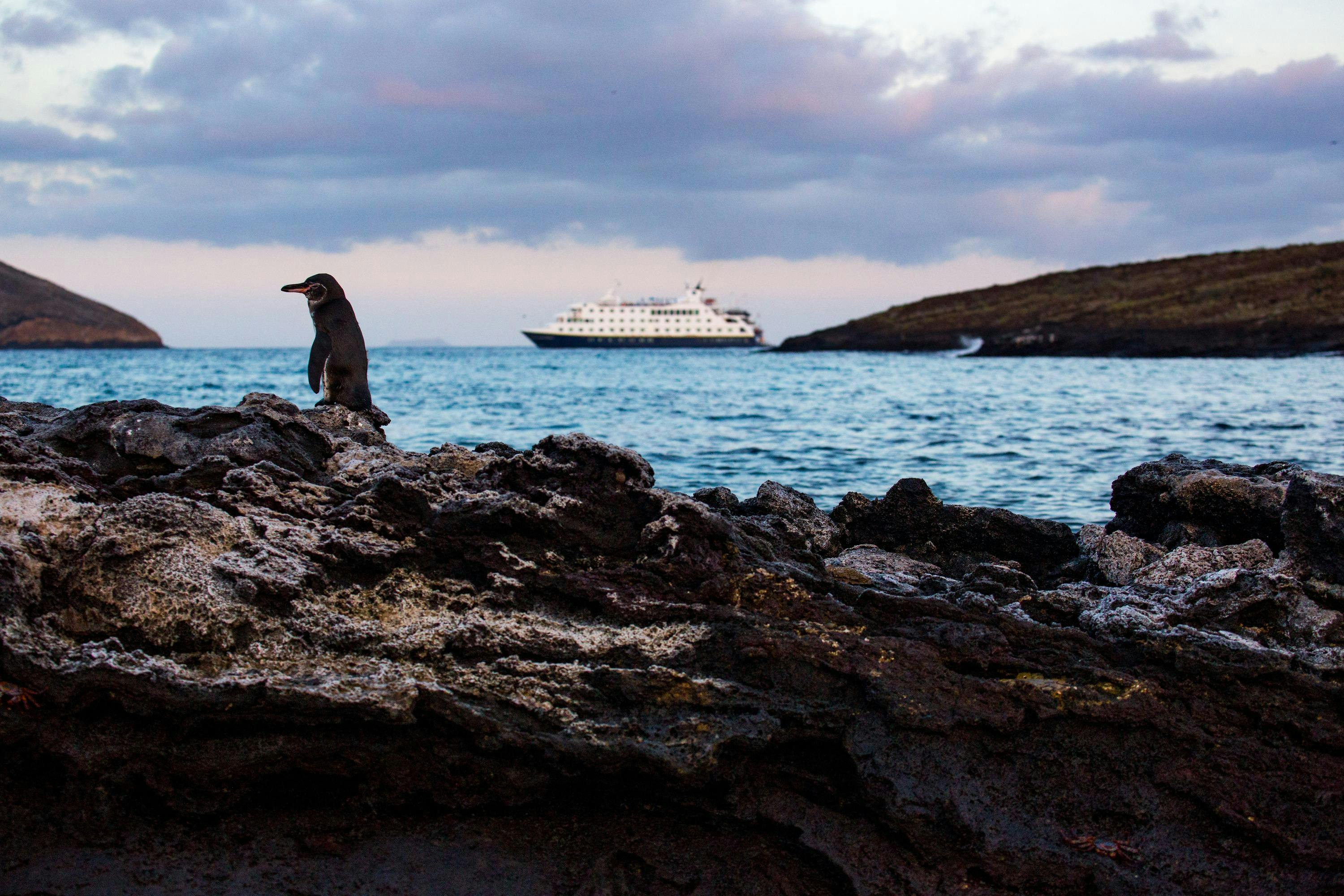 Penguin near the ship National Geographic Endeavour II.