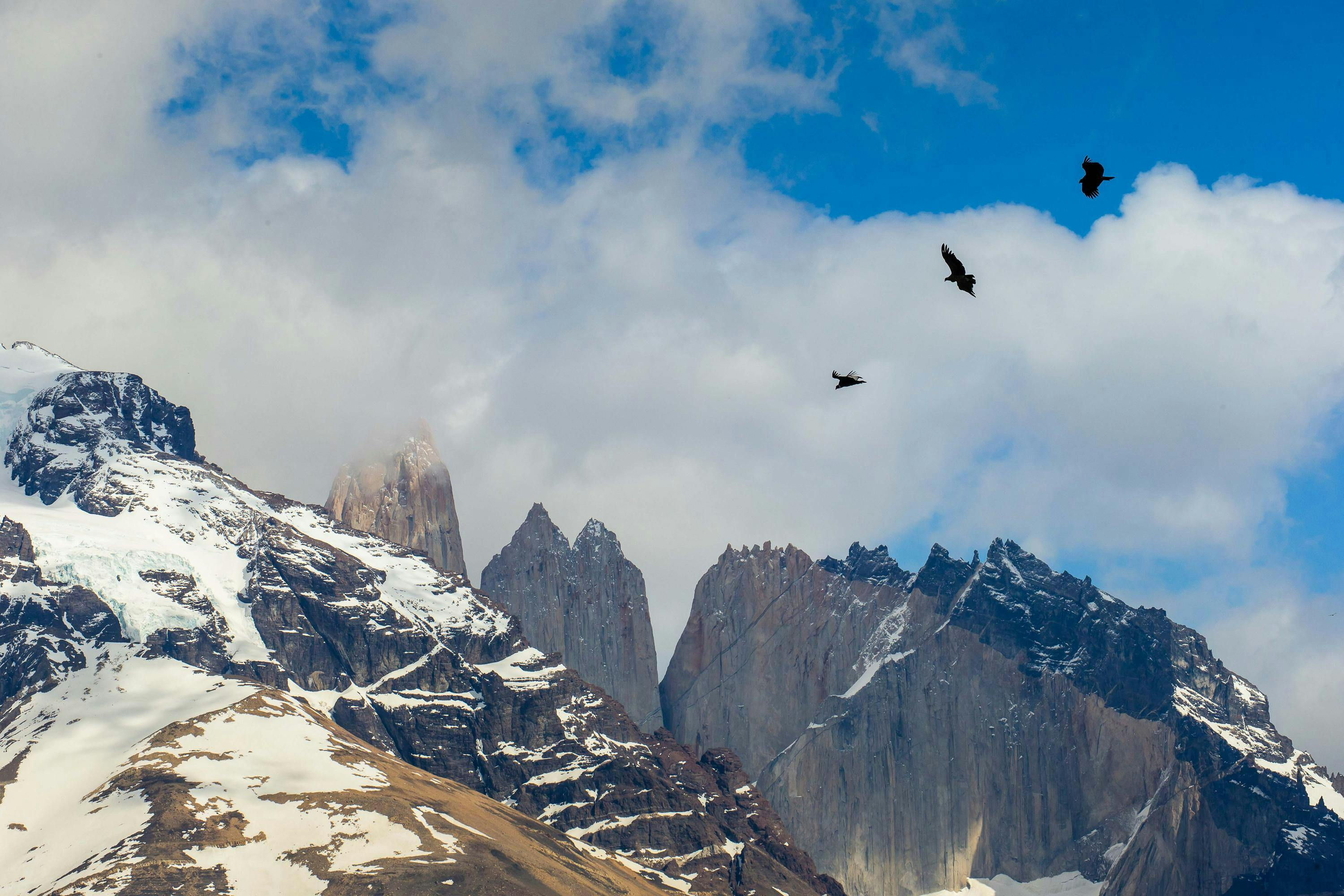 Andean Condors (Vultur gryphus), Torres Del Paine National Park, Patagonia, Chile