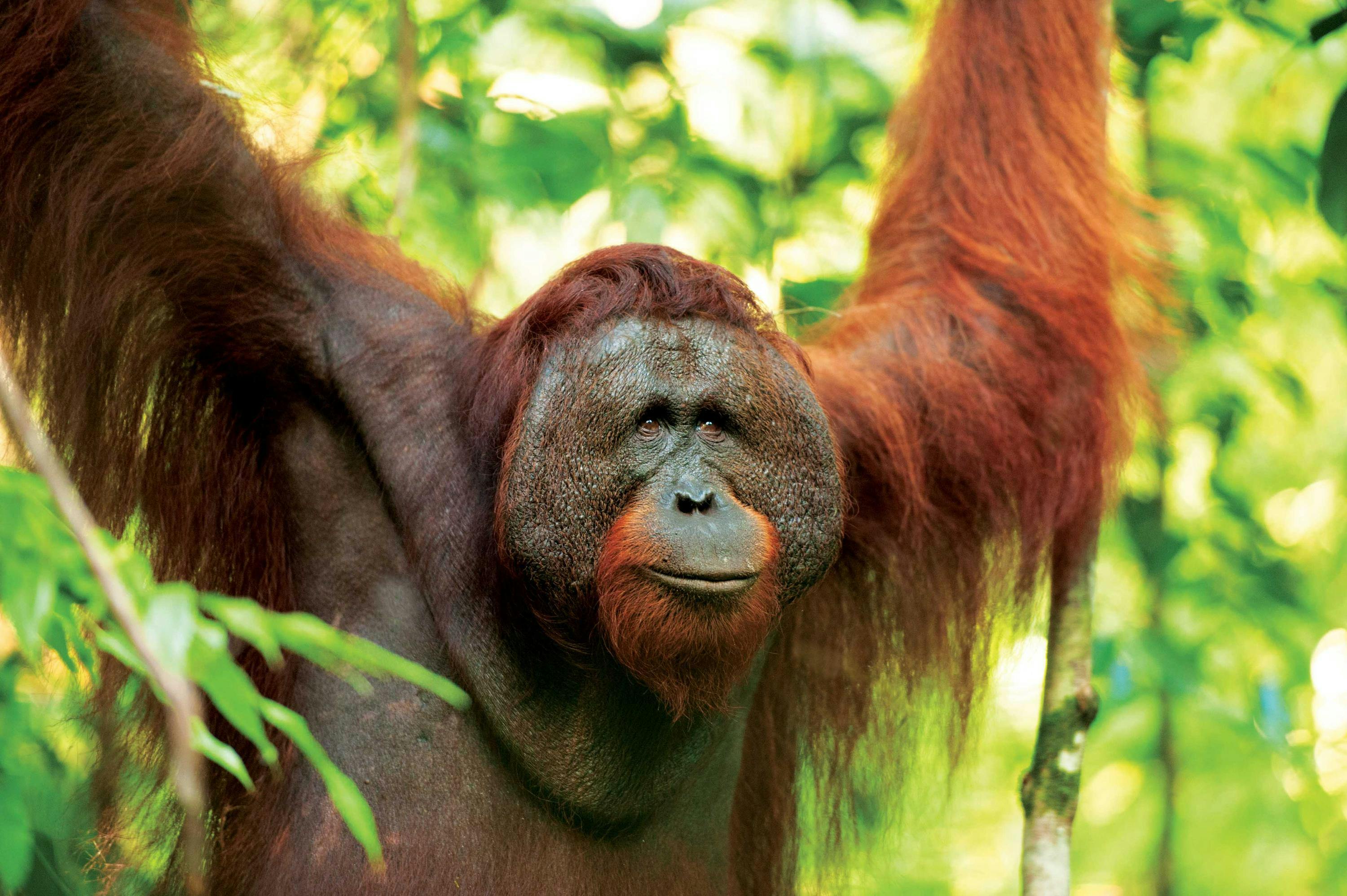 Camp Leakey, a research station established in 1971 by primatologist Dr. Biruté Galdikas, a protégée of paleontologist Louis Leakey and the founder of Orangutan Foundation International (OFI). Tanjung Puting Reserve (now National Park) in Central Borneo, Malaysia, Asia