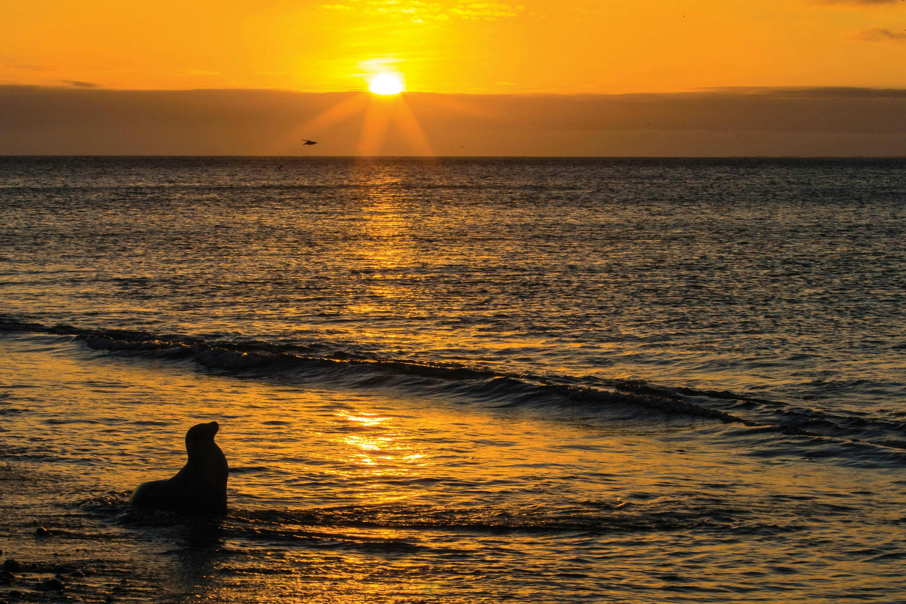 A Galapagos sea lion at sea shore waters in sunset light on Rabida Island, Galapagos Islands, Ecuador