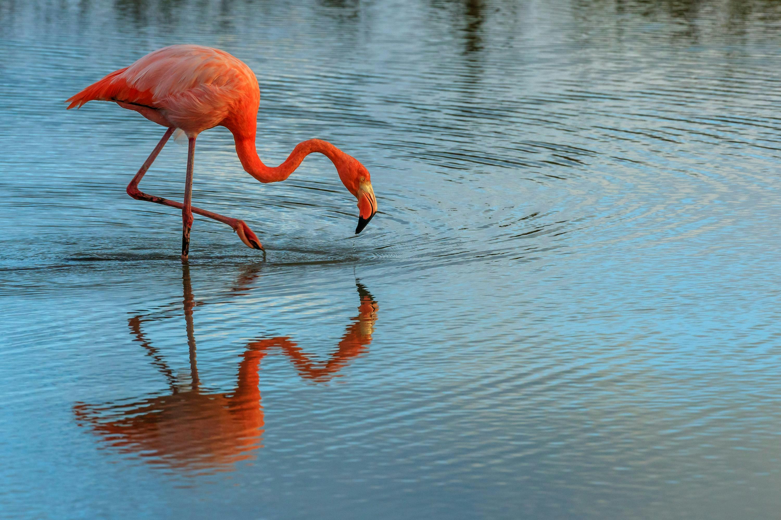 American Flamingo, also known as Pink Flamingo, Galapagos National Park, Galapagos Islands, Ecuador.